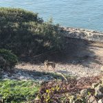 Male coyote swam 2 miles to Alcatraz Island, twice as far as biologists had expected
