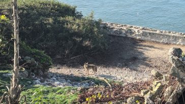 Male coyote swam 2 miles to Alcatraz Island, twice as far as biologists had expected