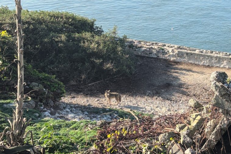 Male coyote swam 2 miles to Alcatraz Island, twice as far as biologists had expected